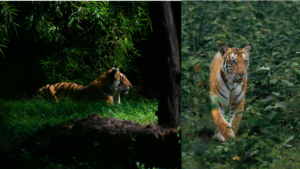 The tiger and the deer